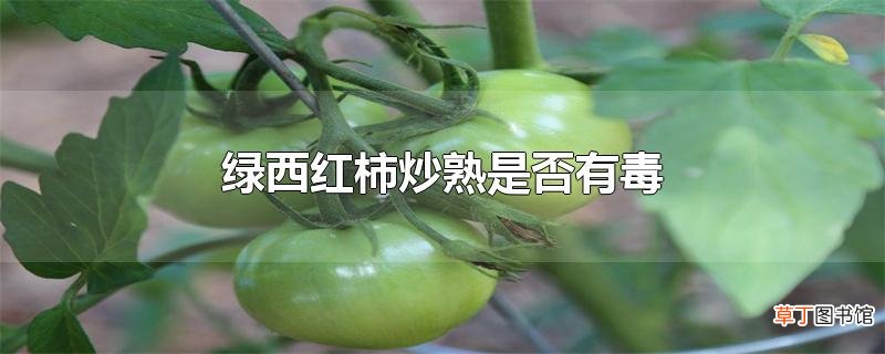 绿西红柿炒熟是否有毒