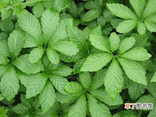 绞股蓝的功效与作用及食用方法-喝绞股蓝有什么好处