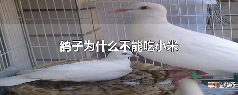 鸽子为什么不能吃小米