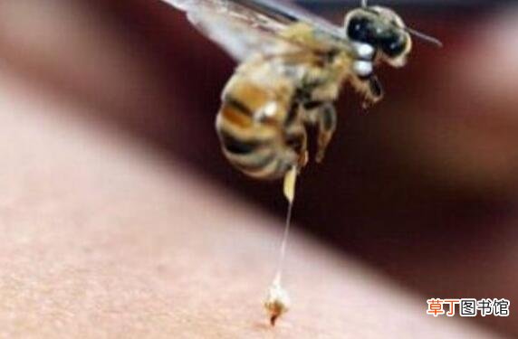 被蜜蜂蛰了怎么处理 蜜蜂蛰了怎么办