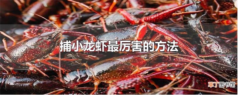 捕小龙虾最厉害的方法