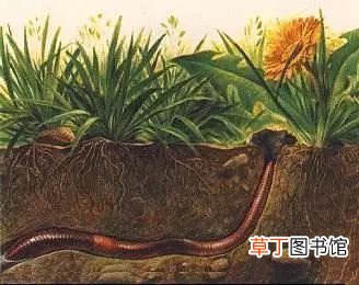 蚯蚓能治什么病-蚯蚓可以治什么病