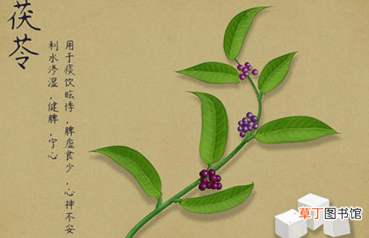 茯苓的功效与作用-茯苓的功效与作用有哪些