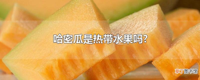 哈密瓜是热带水果吗?