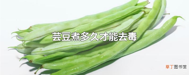 芸豆煮多久才能去毒