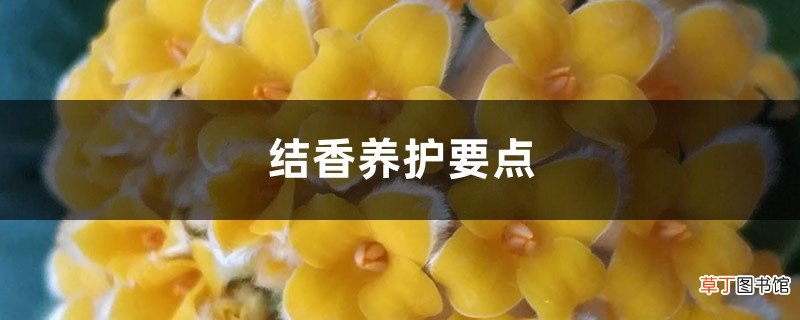结香养护要点