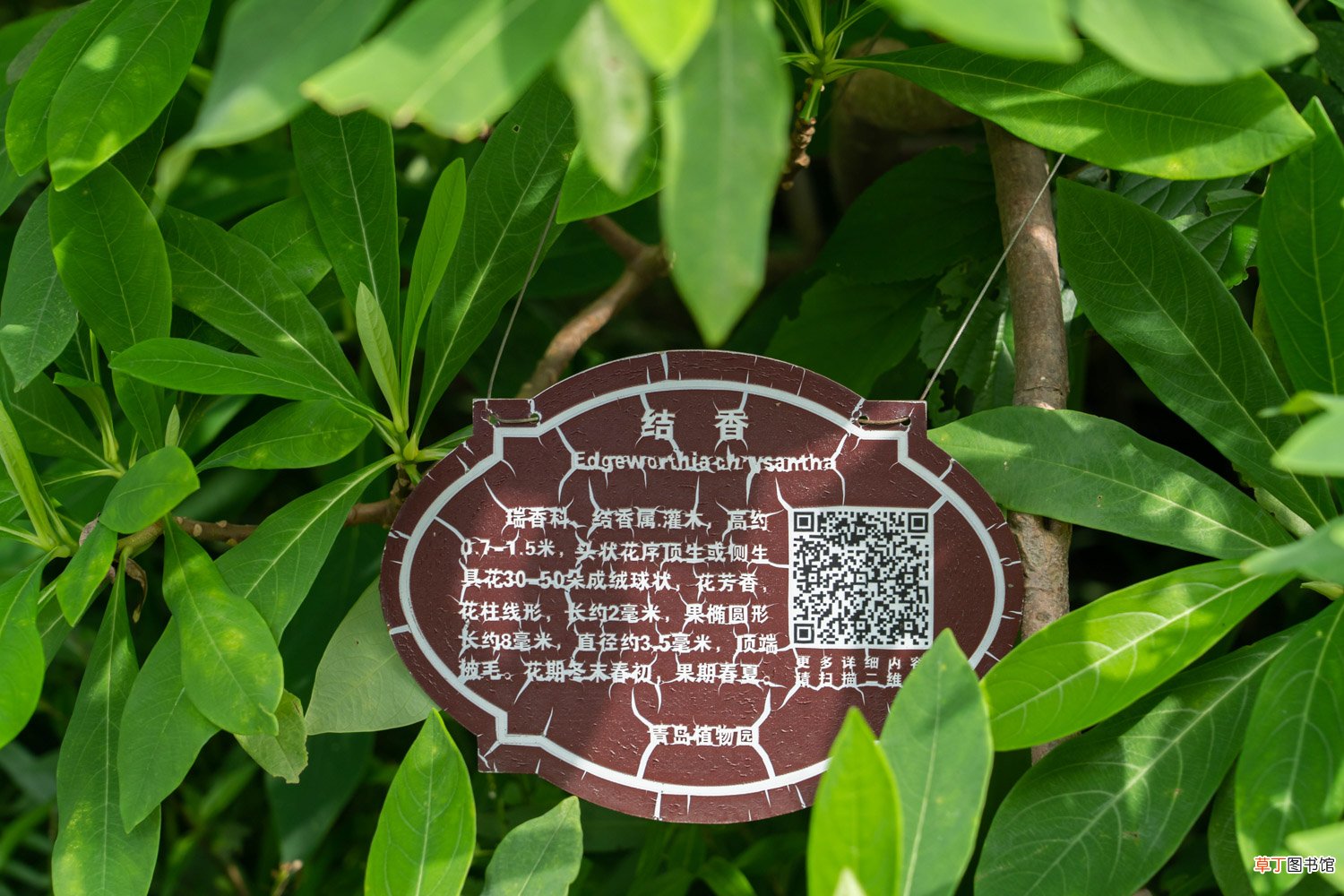 结香养护要点