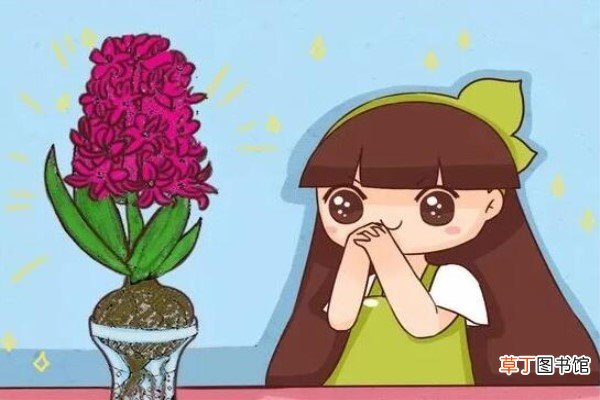 这6种花，花期超级长，养1盆365天能开花！