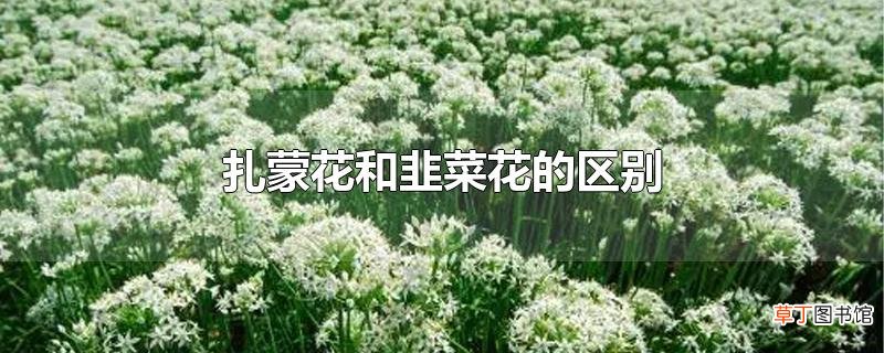 扎蒙花和韭菜花的区别