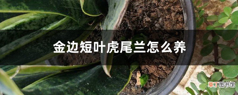 金边短叶虎尾兰怎么养