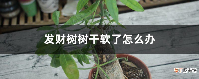 发财树树干软了怎么办，根茎变软怎么办