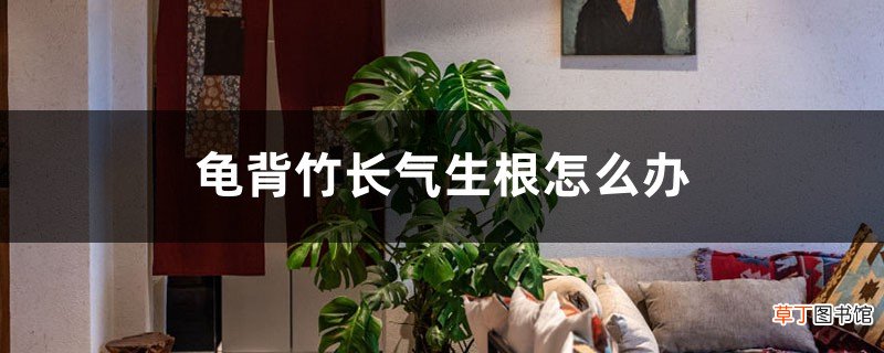 龟背竹长气生根怎么办