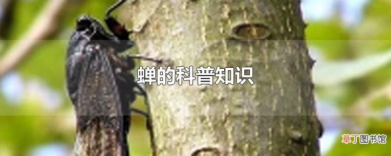蝉的科普知识