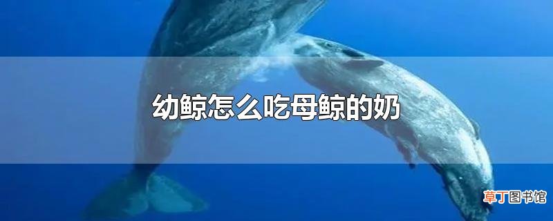 幼鲸怎么吃母鲸的奶