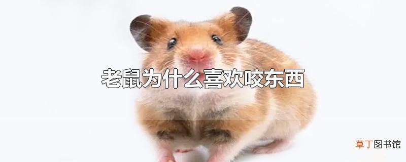 老鼠为什么喜欢咬东西