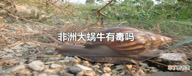 非洲大蜗牛有毒吗