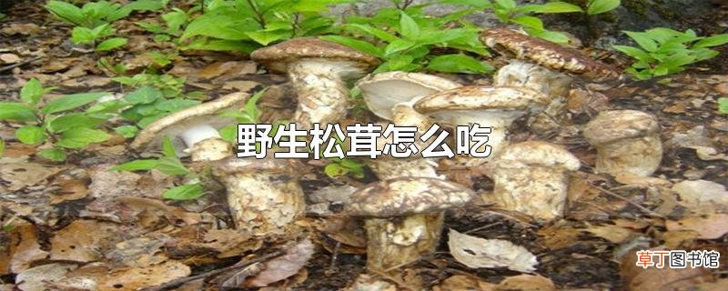 野生松茸怎么吃