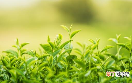 一口皓齿是人们对美的追求 草莓是天然美白牙齿水果
