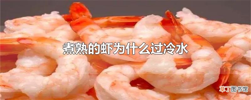煮熟的虾为什么过冷水