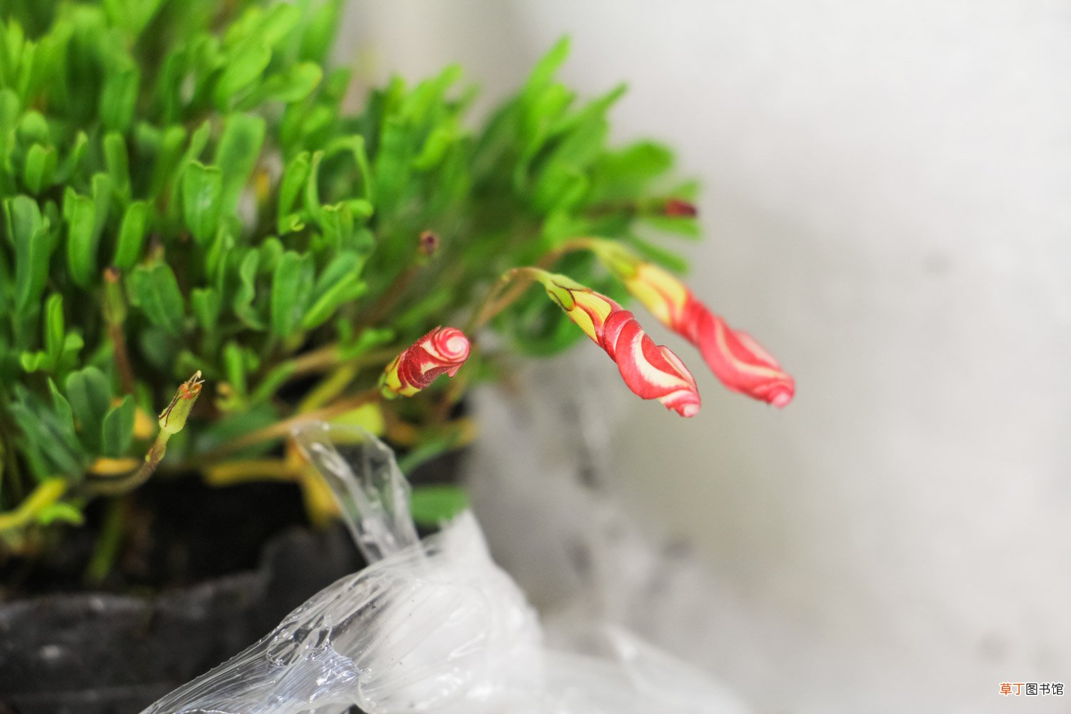酢浆草的养殖方法和注意事项大全