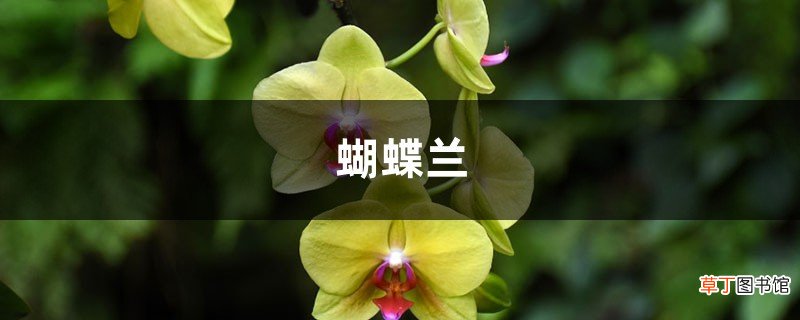 家里养盆“蝴蝶兰”，开的花赛得过牡丹，过年过节最应景！