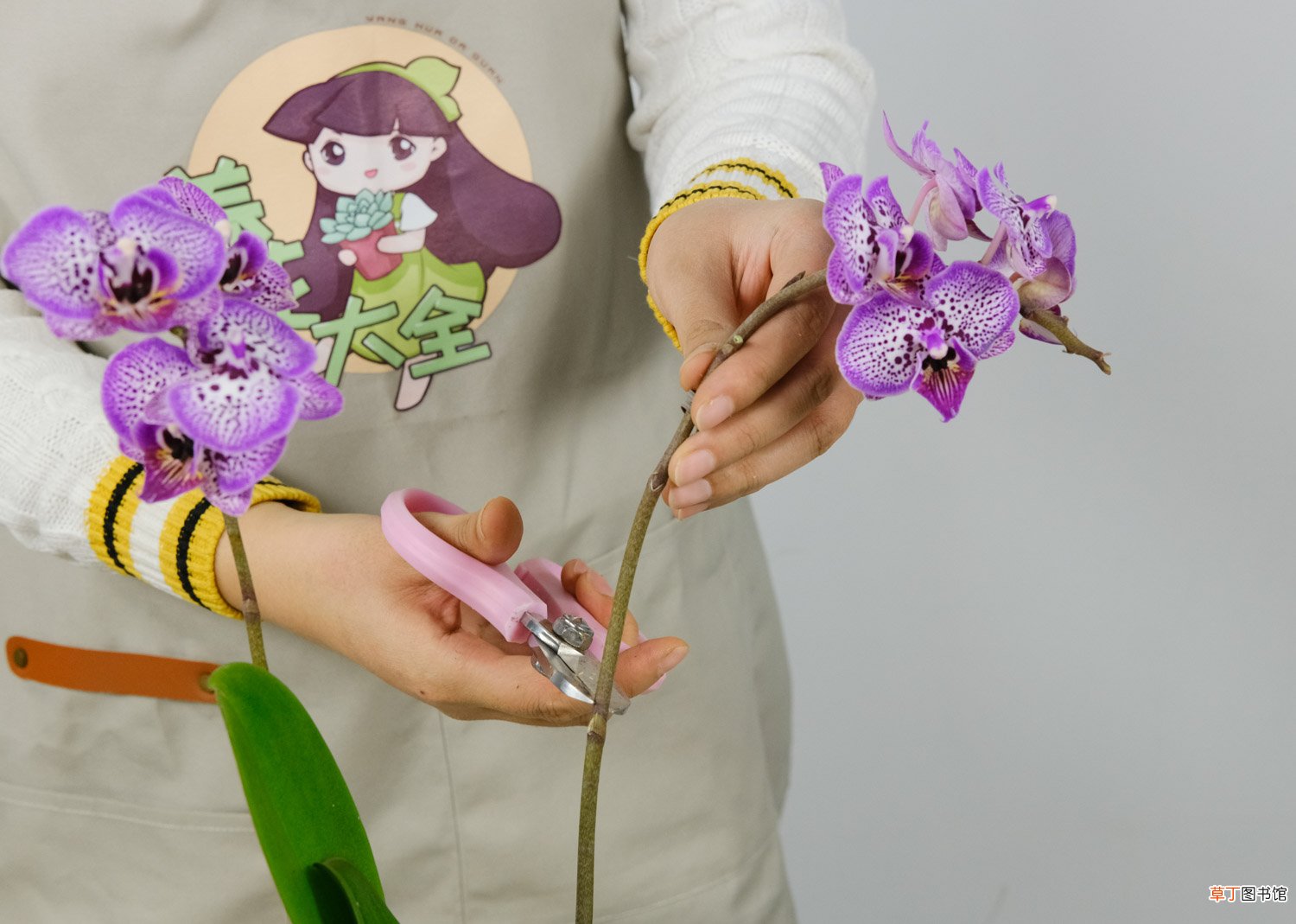 家里养盆“蝴蝶兰”，开的花赛得过牡丹，过年过节最应景！