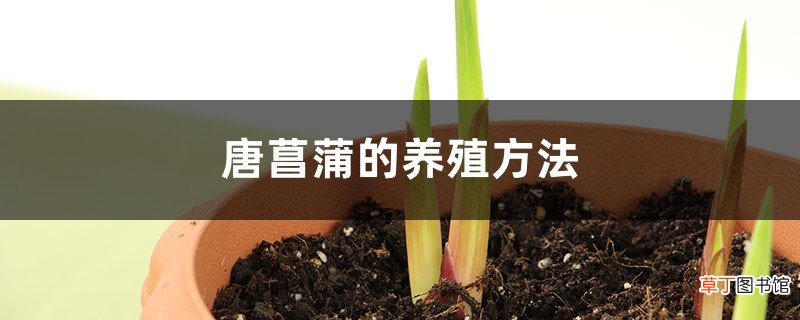 唐菖蒲的养殖方法和注意事项大全