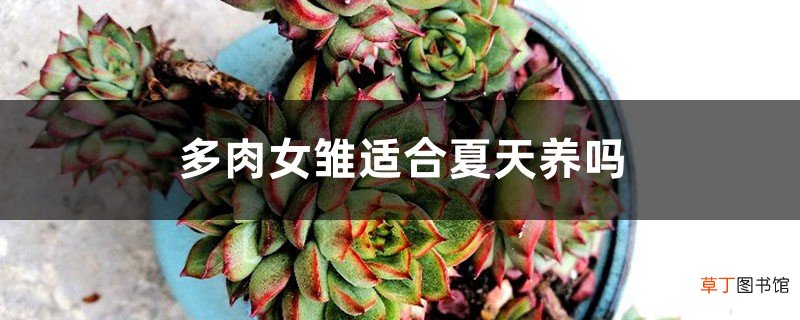 多肉女雏适合夏天养吗