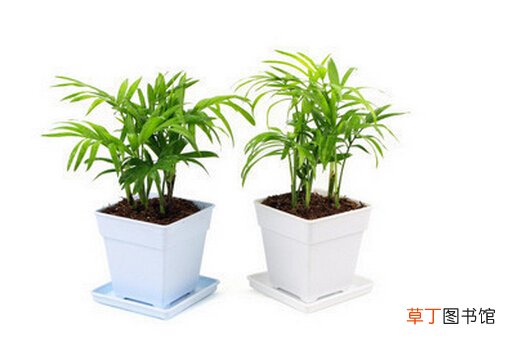 袖珍椰子的风水学应用-袖珍椰子与家居风格的搭配