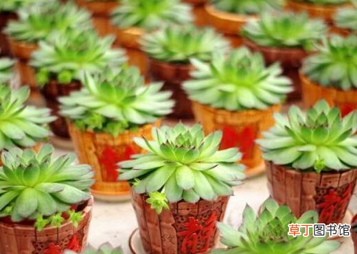宝石花的风水学应用-宝石花在家居中的作用