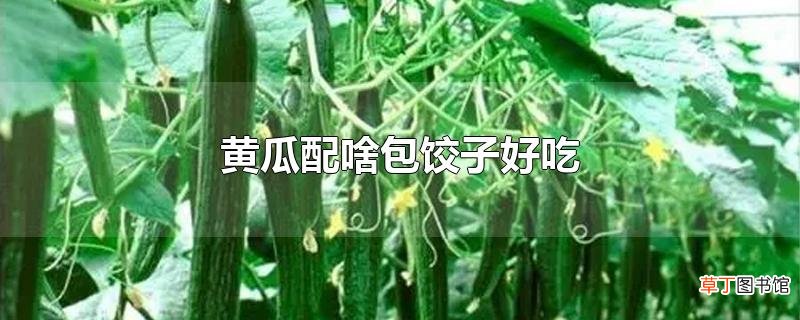 黄瓜配啥包饺子好吃