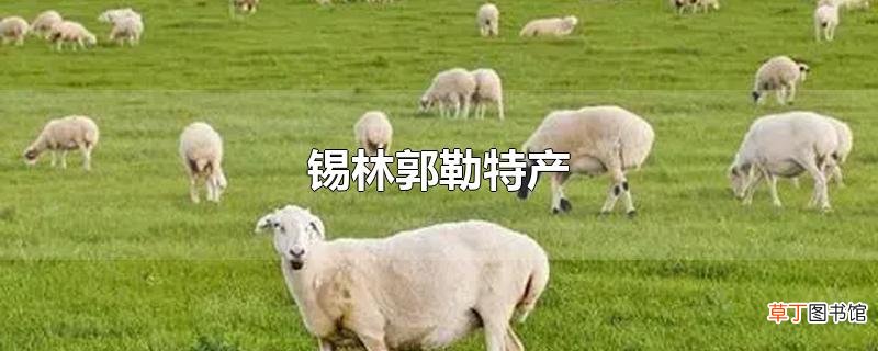 锡林郭勒特产