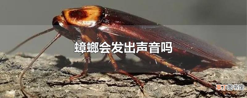 蟑螂会发出声音吗