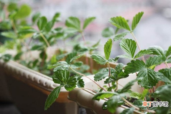 这“3种”菜种花盆里，比盆栽还“耐看”，20天就能吃！