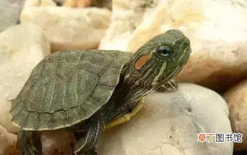 巴西龟能长多大寿命有多长 巴西龟怎么养