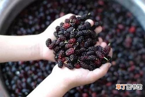 桑葚干的功效与作用-桑葚干有什么作用与功效