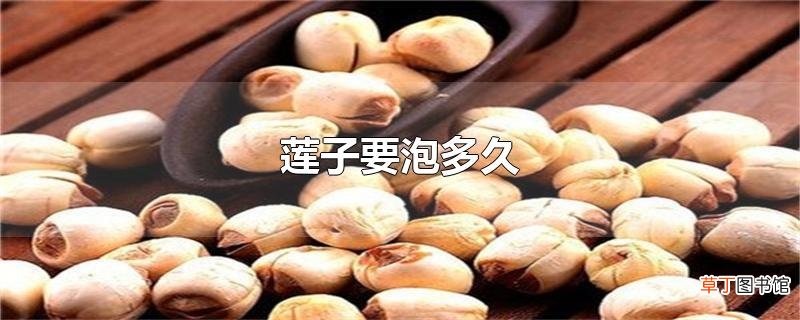 莲子要泡多久