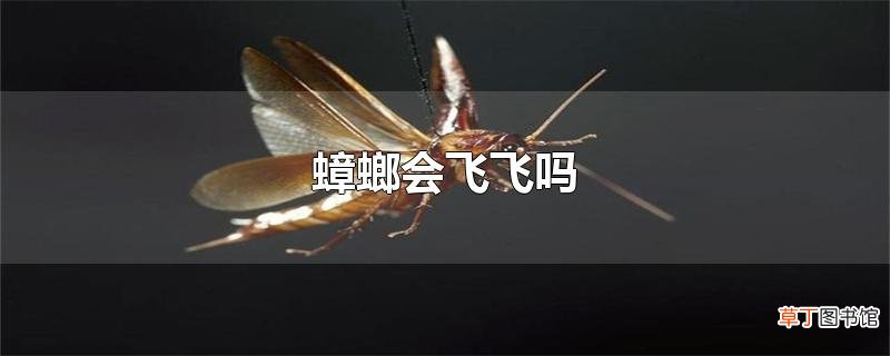 蟑螂会飞飞吗