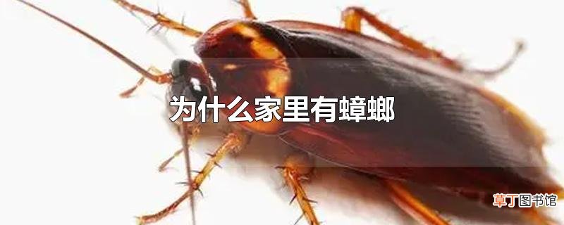为什么家里有蟑螂