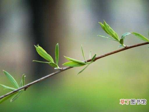 表示春天的诗句 描写春天的诗句有哪些