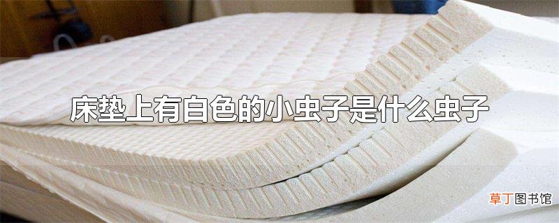 床垫上有白色的小虫子是什么虫子