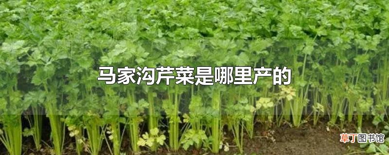 马家沟芹菜是哪里产的