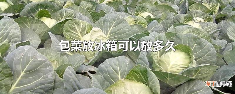 包菜放冰箱可以放多久