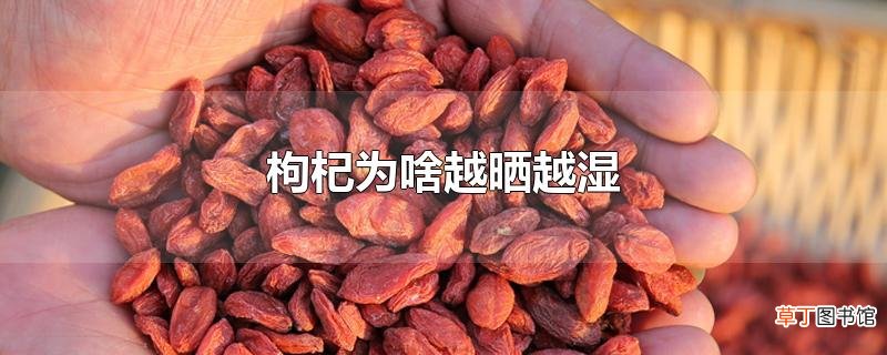 枸杞为啥越晒越湿