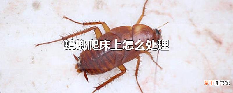 蟑螂爬床上怎么处理