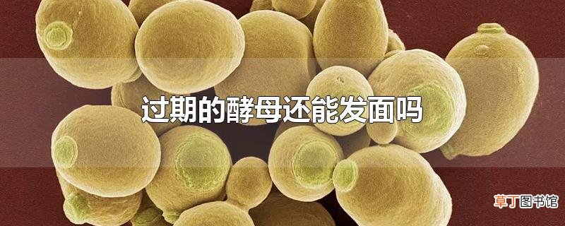 过期的酵母还能发面吗