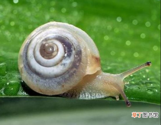 蜗牛原液可以去痘印吗