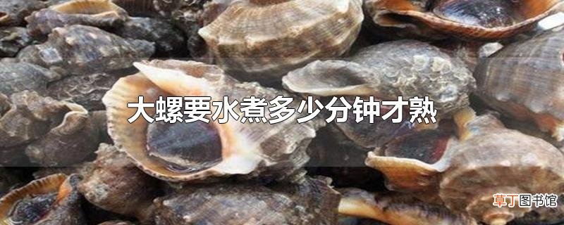 大螺要水煮多少分钟才熟