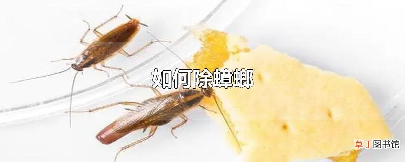 怎么除蟑螂