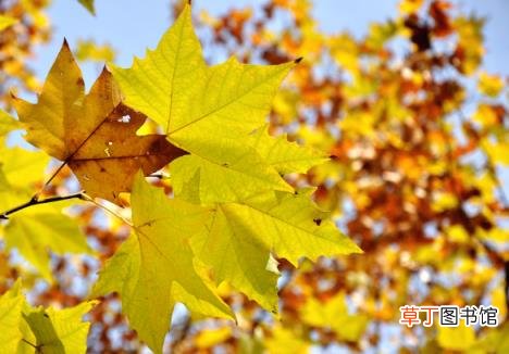 关于梧桐树的唯美句子 梧桐诗句的唯美诗句